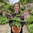 Dicentra Spectabilis Bleeding Heart Plants