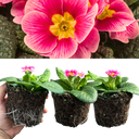 Primrose Appleblossom Plant
