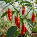 Armageddon Plants (Set of 3 or 6)