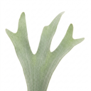 Staghorn Fern Platycerium Bifurcatum Plant (2L Pot)