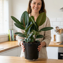 Ficus Robusta Rubber Plants
