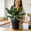 1 Ficus Robusta Rubber Plant, Easy Care Low Maintenance Houseplant, 5Ltr Root-Ball
