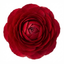 Set of 3 or 6 Ranunculus Vortex Red Persian Buttercup Plants, Spring & Autumn Flowering, Outdoor Garden Ready, 1 Litre Root-Ball