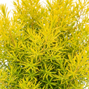 Diosma Sunset Gold Plants