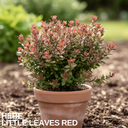 1 Large, Garden Ready Plant - Hebe Little Leaves Red (Shrubby Veronica), 2L Pot