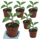 Grow Your Own Aubergine Galine Plants (Set of 3 or 6)