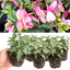 Set of 3 or 6 Large, Garden Ready Plants - Fuchsia Bella Lisa (Pink & White)
