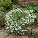 Arabis Aubris White Rockcress Plants