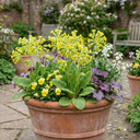 Primula Veris Lime with Orange Plants (Set of 3 or 6)
