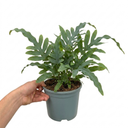Phlebodium Aureum Blue Star Fern Plants