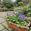 Set of 3 or 6 Primrose Chameleon Blue Hardy Perennial Plants, Colour Changing Spring Flowers, Outdoor Garden Ready, 1 Litre Root-Ball