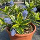Ceanothus Thyrsiflorus Zanzibar California Lilac Plants