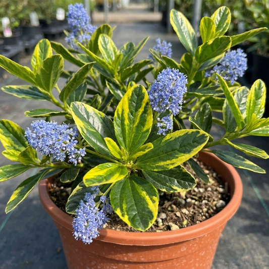 Variegated ceanothus in a pot, bright yellow and green leaves with clusters of pale sky-blue flowers