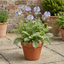 1 Polemonium Touch of Class Jacobs Ladder Plant, Hardy Variegated Cottage Garden Perennial, 3L Root Ball