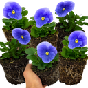 Pansy Delta Pro Clear Light Blue Plants (Set of 3 or 6)