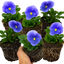 Set of 3 or 6 Large Plants - Pansy Delta Pro Clear Light Blue, Ready to Plant in Your Garden