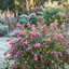 1 Large Plant - Symphoricarpos Magical Winterberry, Outdoor Garden Ready, 3L Pot