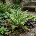Dryopteris Linearis Polydactyla Male Fern Plants (Set of 3 or 6)