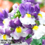 Set of 3 or 6 Large Plants - Nemesia Nuvo Purple Bicolour, Ready to Plant in Your Garden