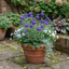 3 Scabious Blue Note Hardy Perennial Plants, Bee Friendly Pincushion Flower, 1 Litre Root Ball