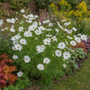 Cosmos Apollo White Plant (2L Pot)