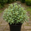 Pittosporum Variegatum Plant
