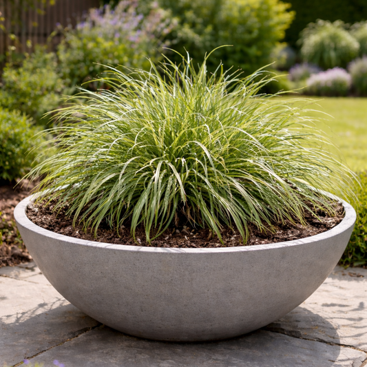 Carex oshimensis 'Evercream' (Japanese Sedge) – Variegated Evergreen Ornamental Grass (2L Pot)