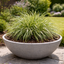 1 Carex Evercream Ornamental Grass Plant, Evergreen Hardy Perennial Sedge, 2 Litre Root Ball