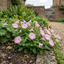 Set of 3 Large Plants - Petunia Express Apple Blossom, Outdoor Garden Ready