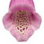 3 Large Plants - Foxglove Foxy Mix, Ready to Plant in Your Garden, 1L Rootballs