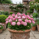 Bellis Habanera Rose Pink Double Daisy Plants