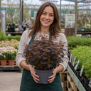 Physocarpus Diable D'or Plant (3L Pot)