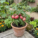 Tomato Rose Crush Variety Plants (Set of 3 or 6)