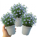 Lobelia Springs Lavender Plants (Set of 3 or 6)
