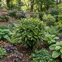 Aucuba Japonica Variegata Spotted Laurel Plants