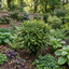 1 Aucuba Japonica Variegata Spotted Laurel Plant, Shade Loving Hardy Evergreen Shrub, 2 Litre Root Ball