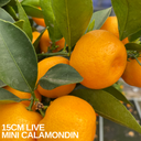 Mini Calamondin Plant