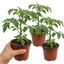 Set of 3 or 6 Large Plants - Tomato Totem Variety, Ready to Plant in Your Garden