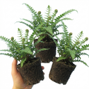 Soft Shield Fern Polystichum Setiferum Plants (Set of 3 or 6)