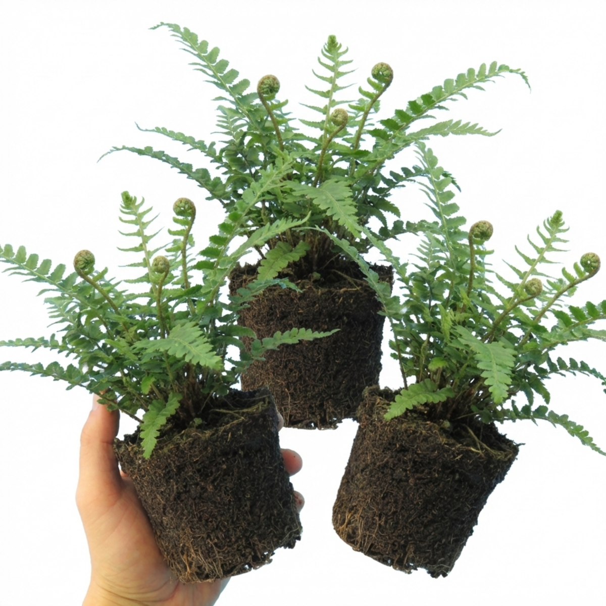Polystichum setiferum (Soft Shield Fern) – Evergreen Fern (Set of 3 or 6)