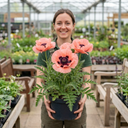 Oriental Papaver Paradiso Poppy Plants