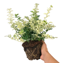 Euonymus Harlequin Plant