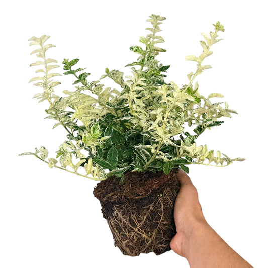 Euonymus 'Harlequin' – Variegated Evergreen Shrub (2L Pot)