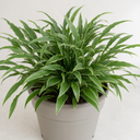 3 Litre Hosta Silly Strings Plants in Nursery Pots