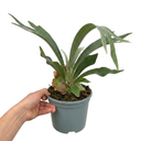 Staghorn Fern Platycerium Bifurcatum Plant (2L Pot)