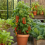 1 Shirley F1 Tomato Plant, Grow Your Own Tomatoes, Live Vegetable Plants for Sale, 2 Litre Root Ball