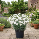 Cottage Pinks Dianthus Memories Plants