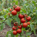 Tomato Premio Variety Plants (Set of 3 or 6)