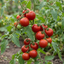 Set of 3 or 6 Large Plants - Tomato Premio Variety, Ready to Plant in Your Garden