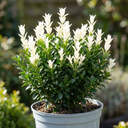 Euonymus Japonicus Paloma Blanca Plants